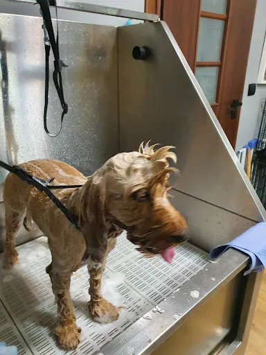 Briard Salon fryzjerski dla psów groomer